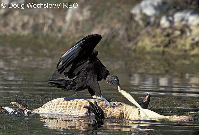 Black Vulture w02-43-006.jpg